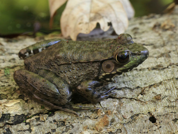 Green Frog